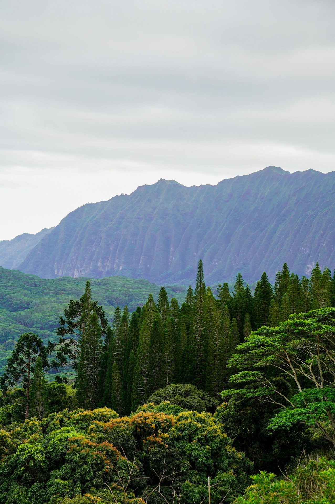 Lush mountain forest on the Big Island of Hawai'i